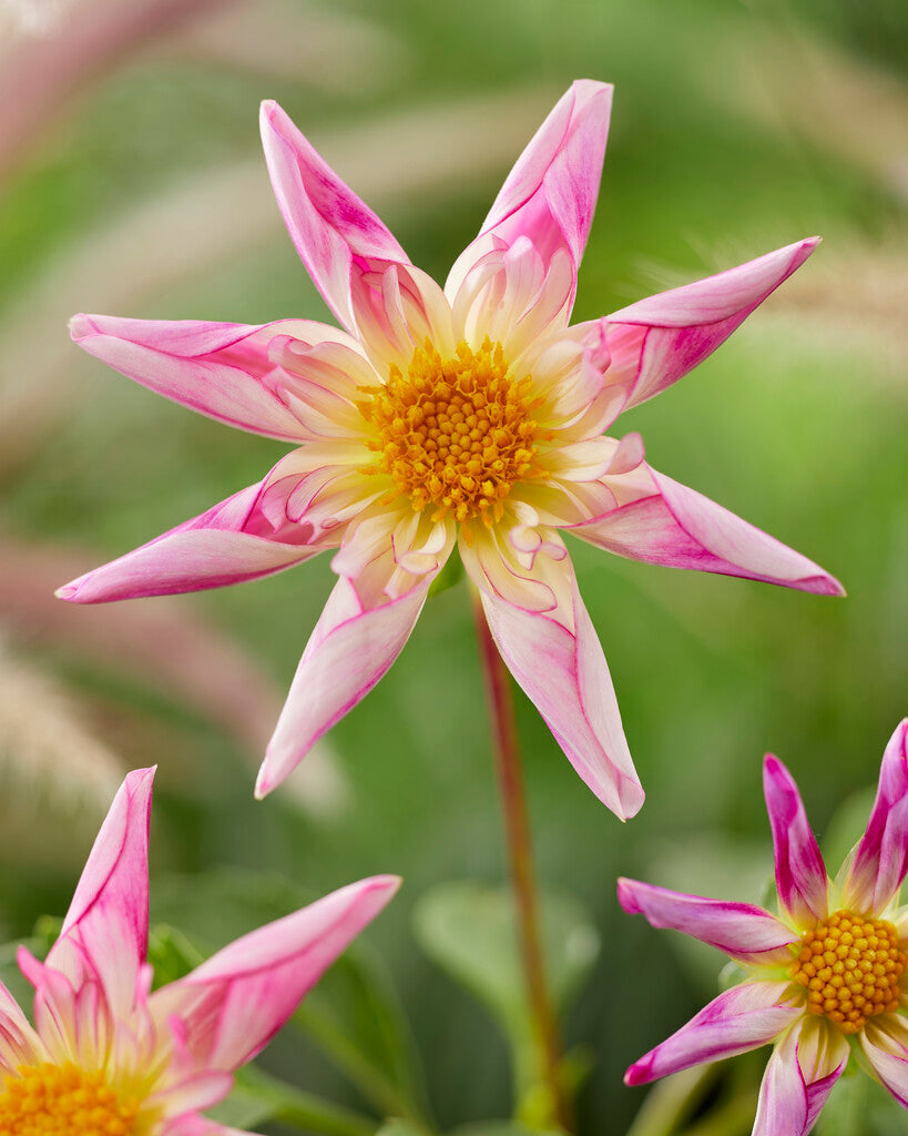 Dahlia Special Fancy Pants 1-pakning